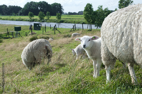 sheep with lambs