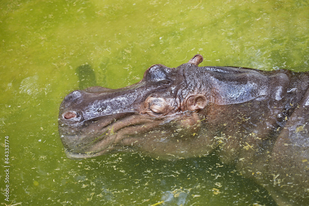 Fototapeta premium Hippo