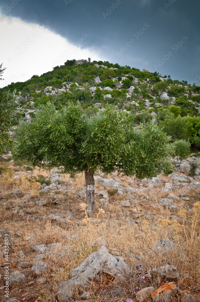 Olive Landscape views and Peloponnese Mountains
