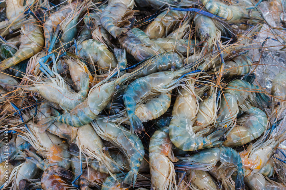 The group of fresh prawn that sell in market
