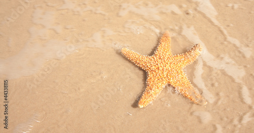 Starfish In The Moving Ocean Water