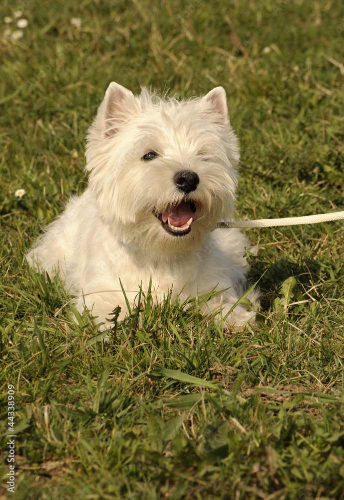 West Highland White Terrier