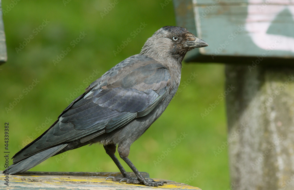 Obraz premium Jackdaw