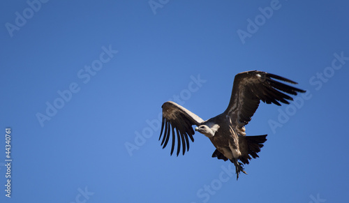 Vulture on fly  Las Merindades  Burgos  Castilla y Leon  Spain