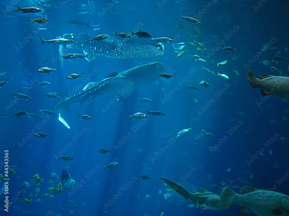 Fototapeta premium Saltwater Fish