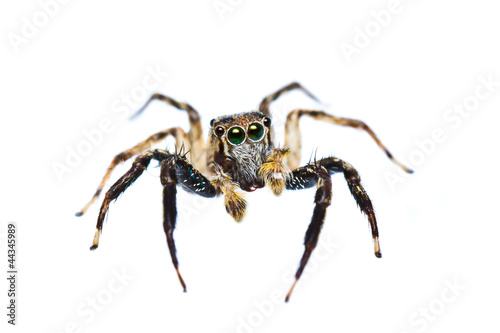 isolated of jumper spider on white background