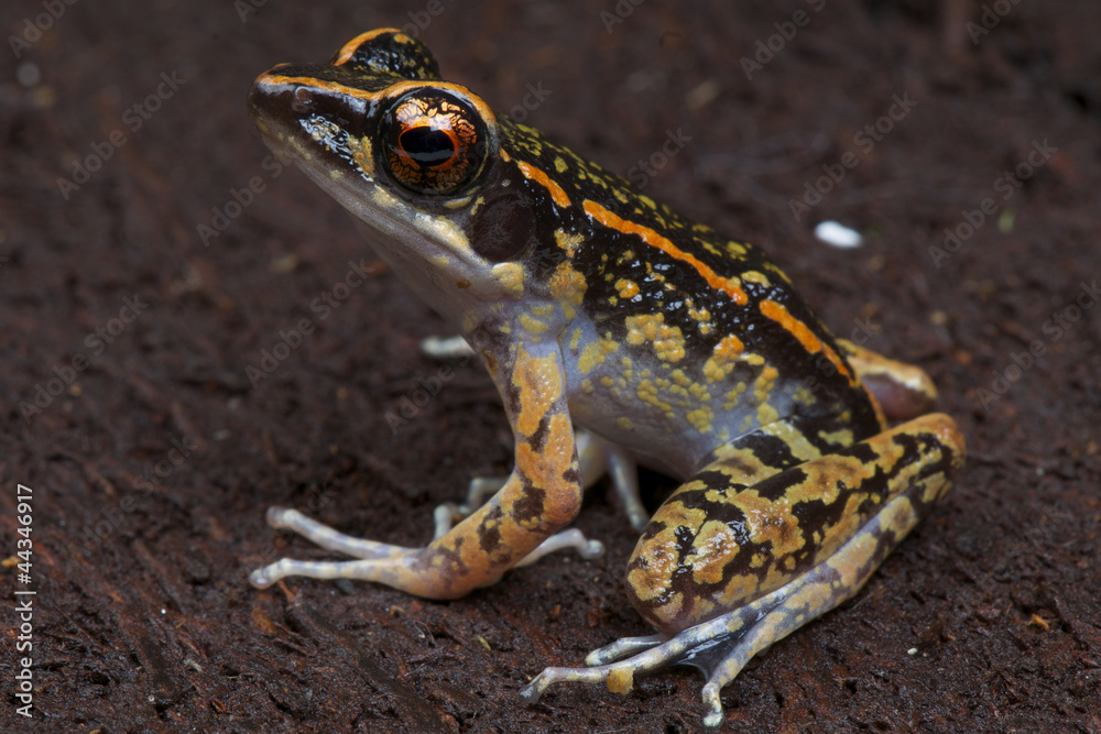 Obraz premium Striped stream frog / Hylarana picturata