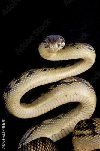Scrub python / Morelia amethistina photo