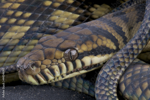 Scrub python / Morelia amethistina photo