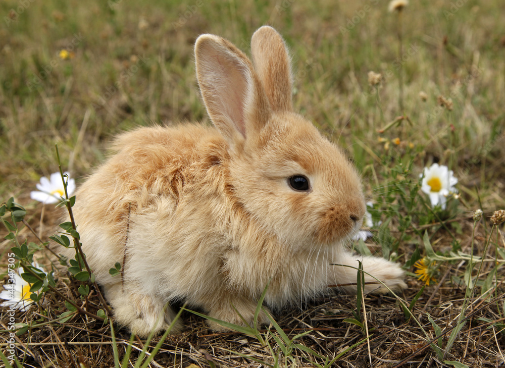 Rabbit baby bunny in green grass meadow Rabbit baby bunny in green grass meadow