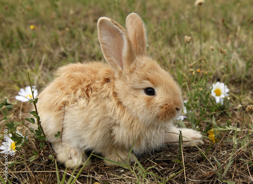 Rabbit baby bunny in green grass meadow