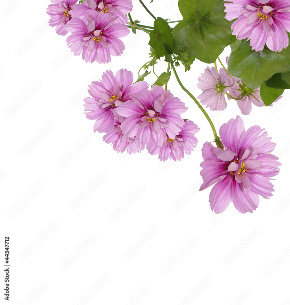 Flower decorative border