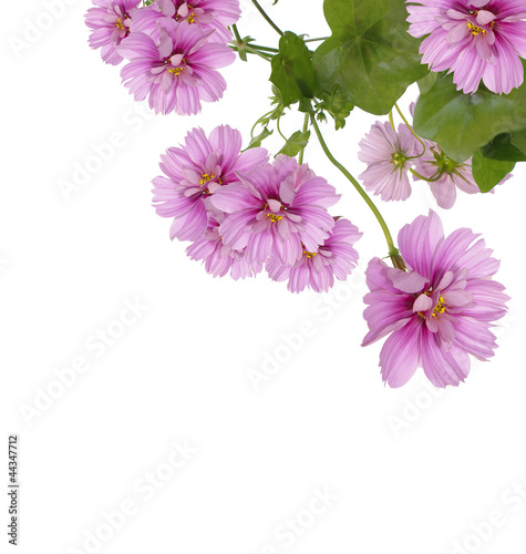 Flower decorative border