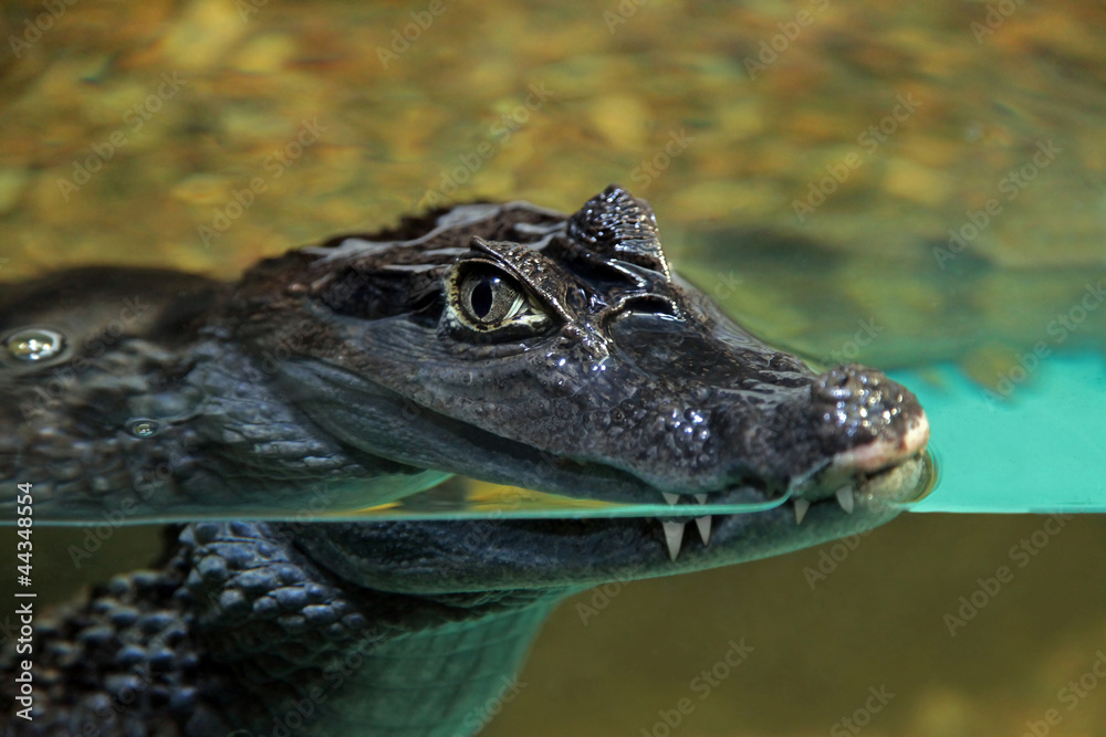 Fototapeta premium crocodile