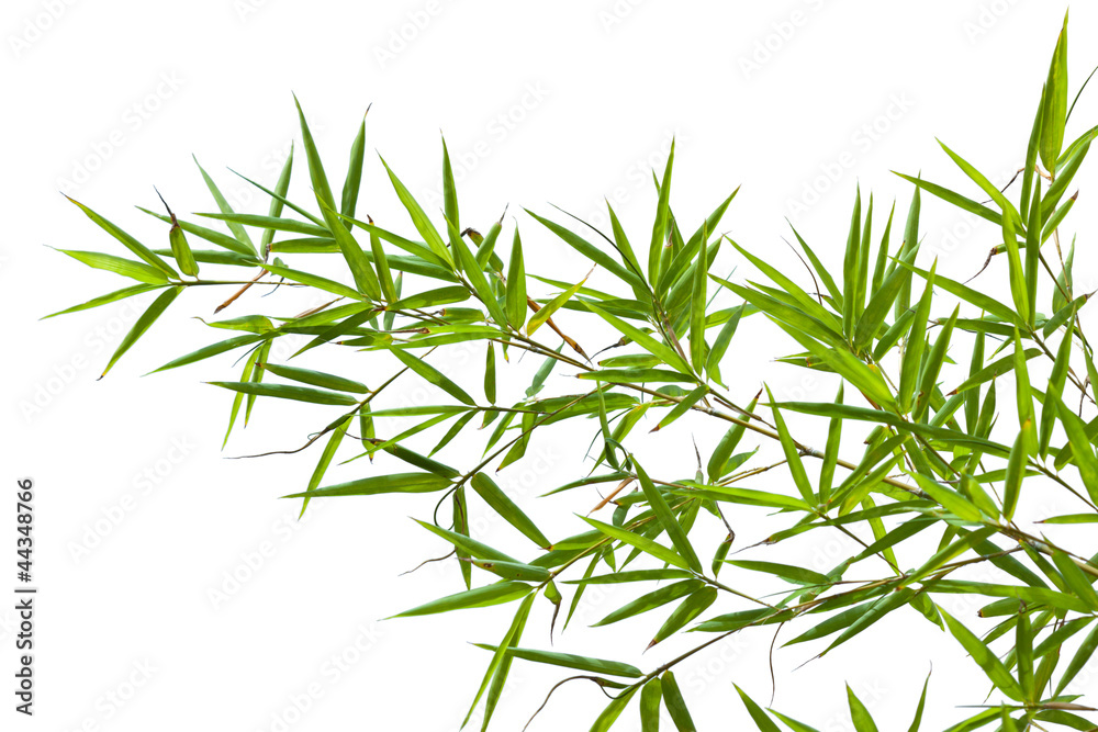 Obraz premium bambou sur fond blanc
