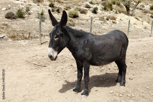 burro