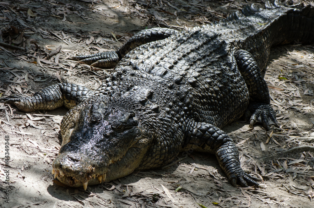 Obraz premium リラックスしているオーストラリアワニ