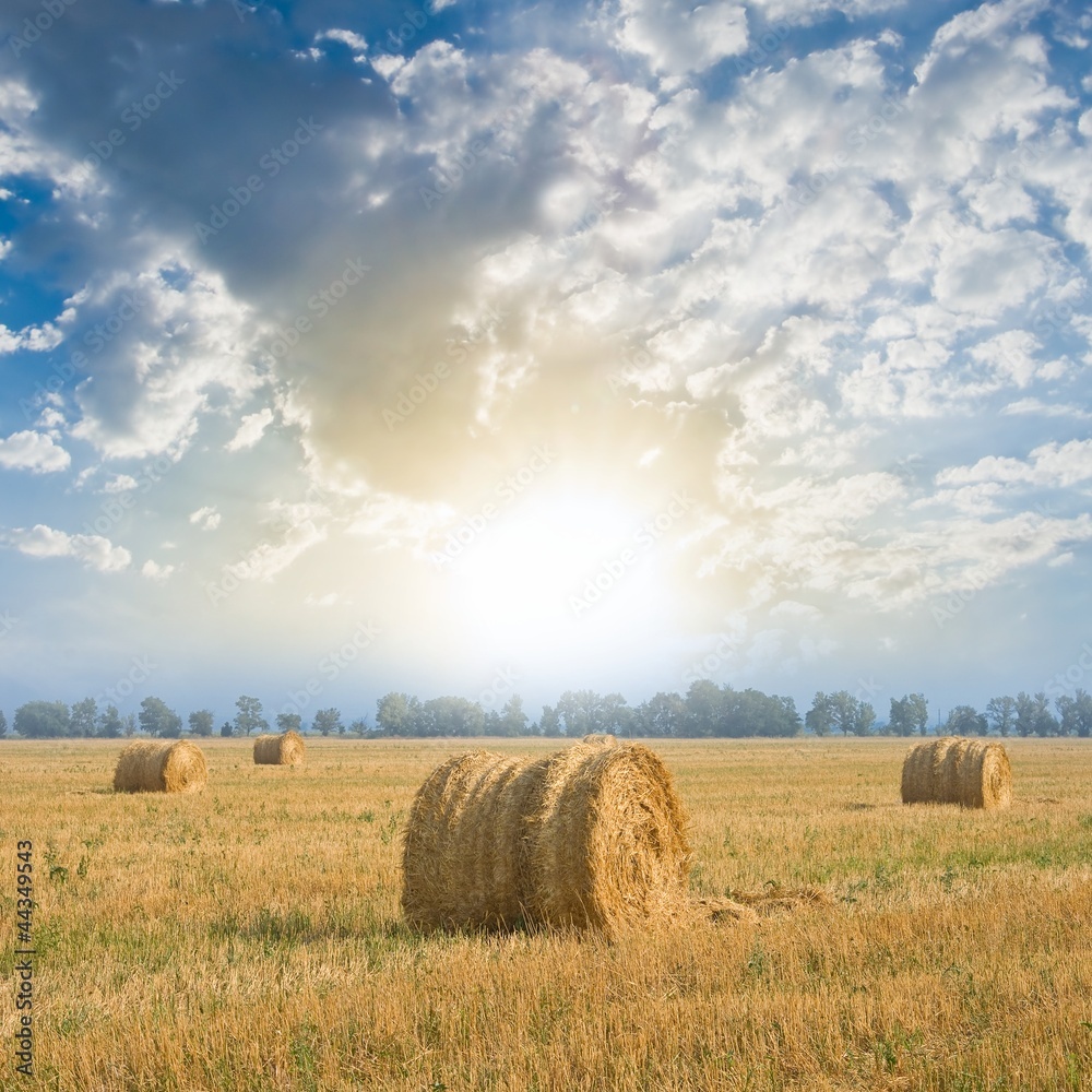 summer fields