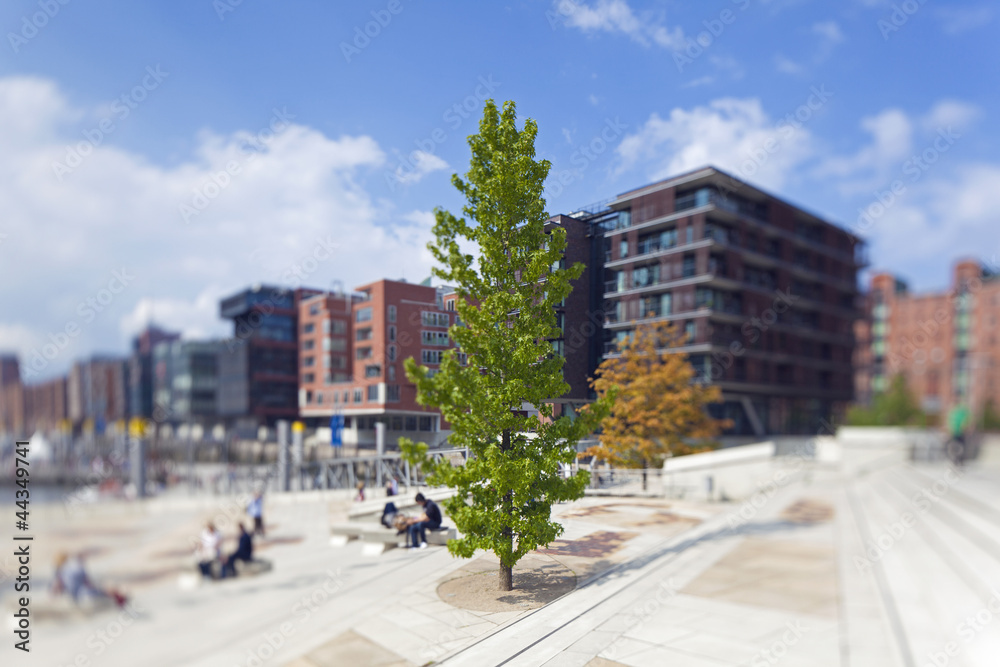 Baum in der Hafencity Hamburg