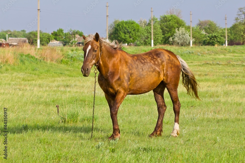 Obraz premium beautiful brown horse on a pasture