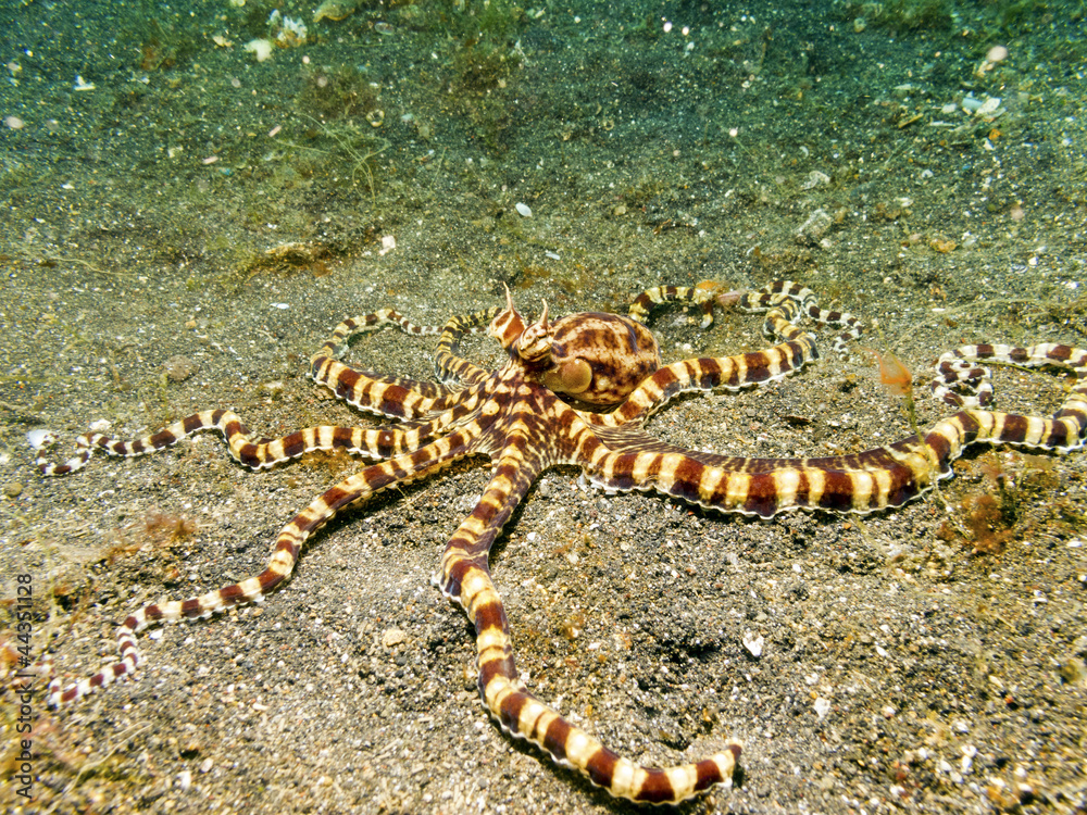 Mimic Octopus, Lembeh Strait, Sulawesi.