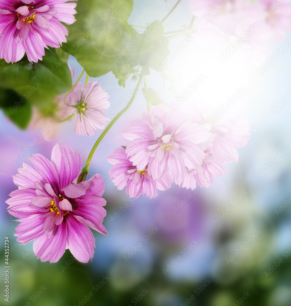 Summer beautiful flower on a blur abstract background