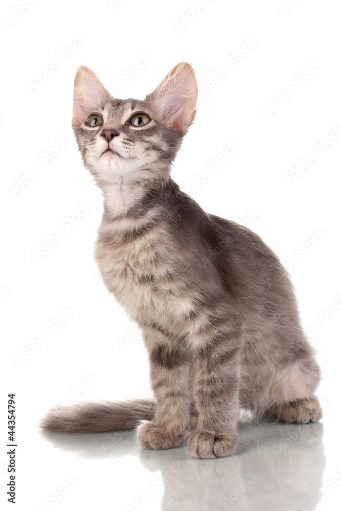 Small gray kitten isolated on white Small gray kitten isolated on white