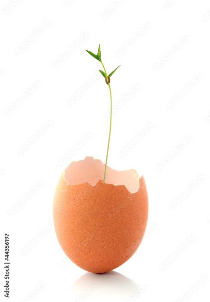 egg shell with green plant growing isolated egg shell with green plant growing isolated