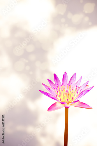 Beautiful lotus
