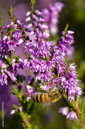 Biene Honig Heidehonig photo