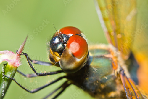 Close up of dragonfly