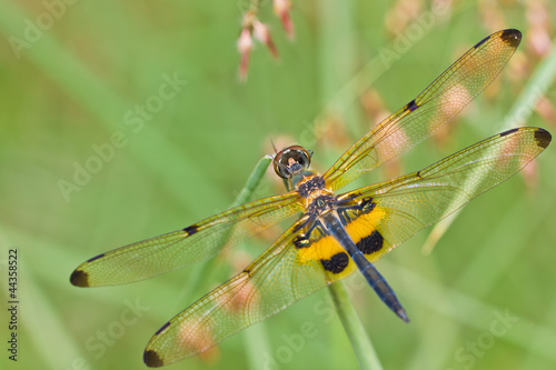 Close up of dragonfly © skynet