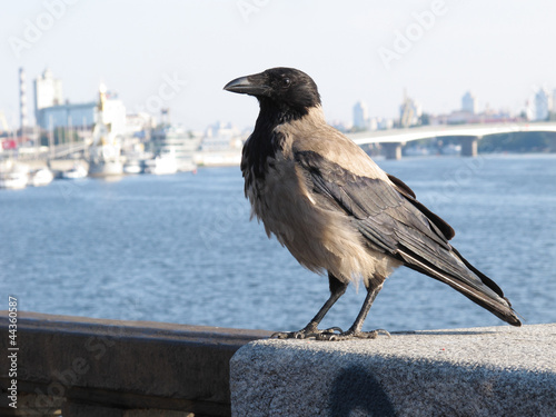 crow