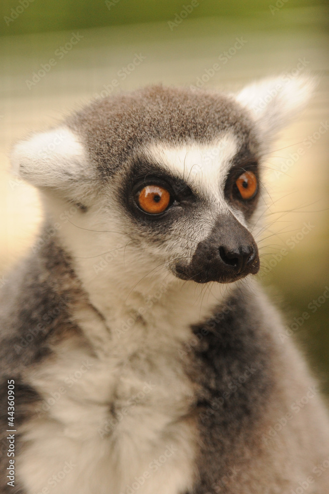 Obraz premium lémurien