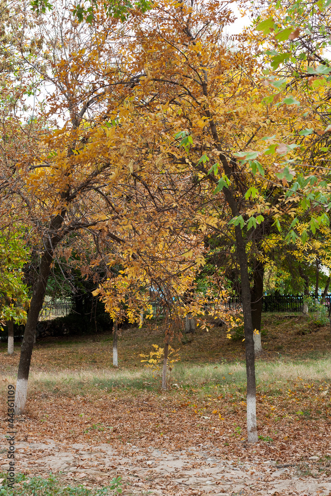 trees in the park in autumn