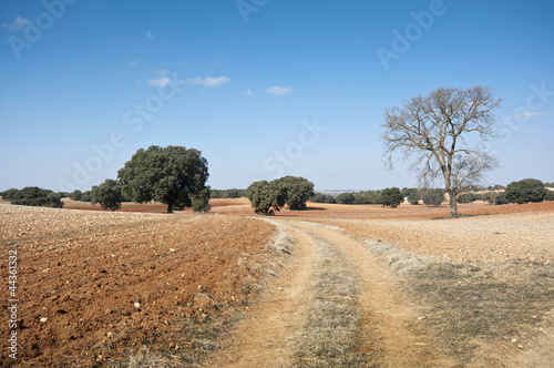 Country road in an agricultural landscape © ihervas