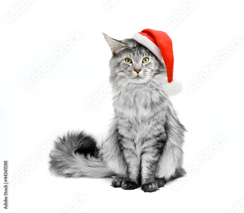 gray cat in Santa suit