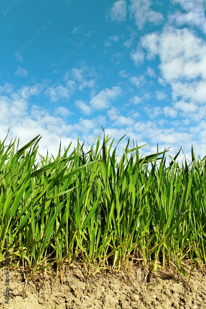 Natural growing wheat.