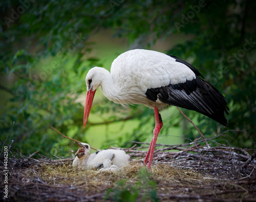 Storck feeding her Chick