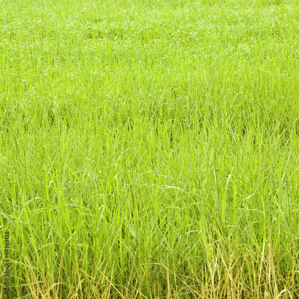 Fototapeta premium Background farm.