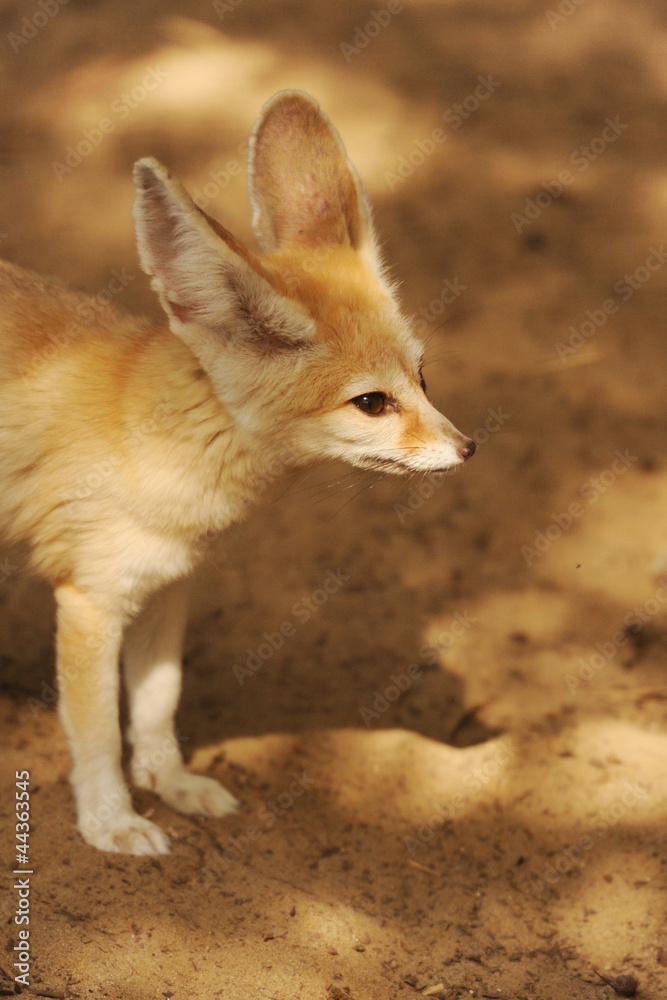 Fototapeta premium fennec