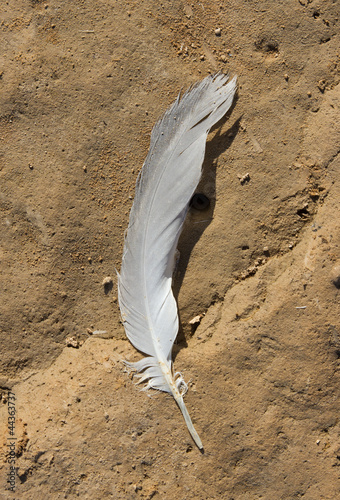 feather of a bird lying on the ground photo