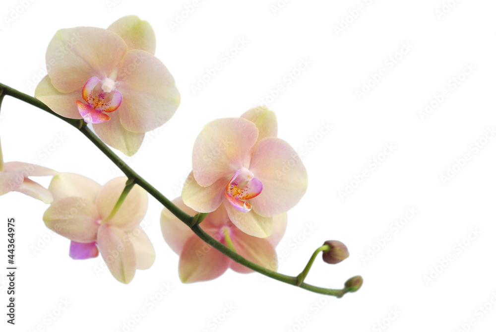 Orchid isolated on white background