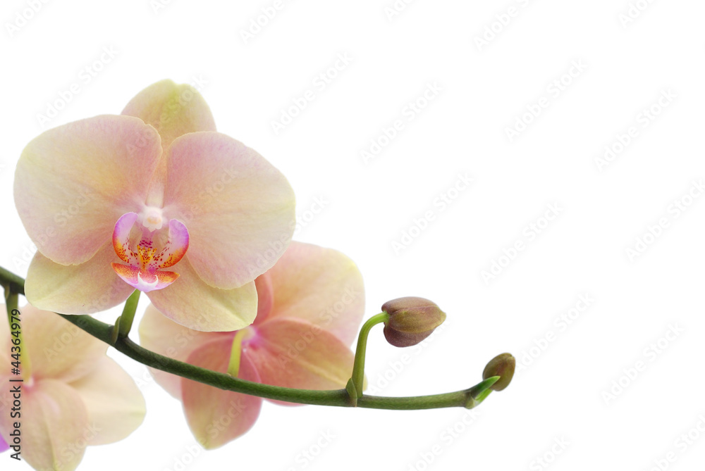 Orchid isolated on white background