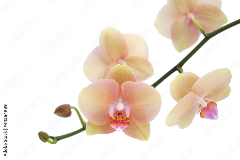 Orchid isolated on white background