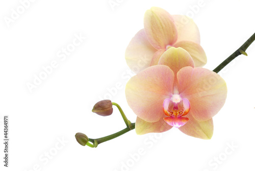 Orchid isolated on white background