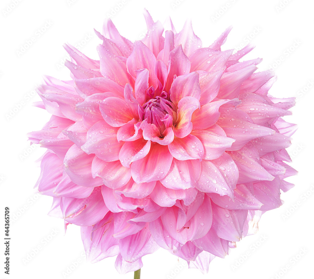 Dahlia