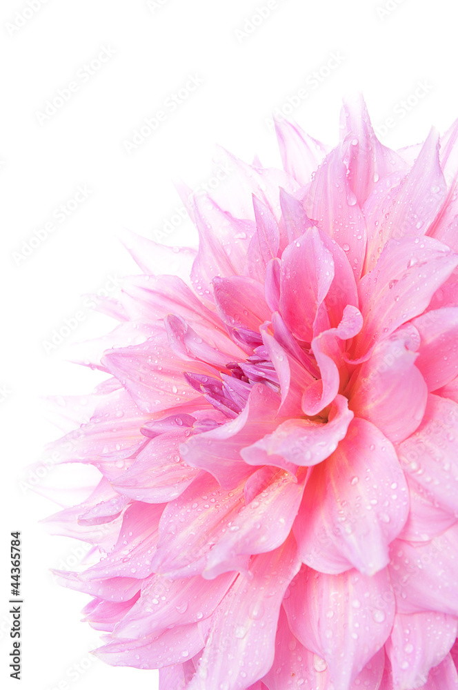 Dahlia