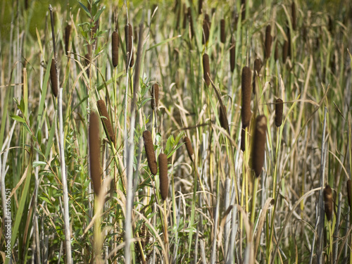 Sweet flags (Acorus Calamus) photo