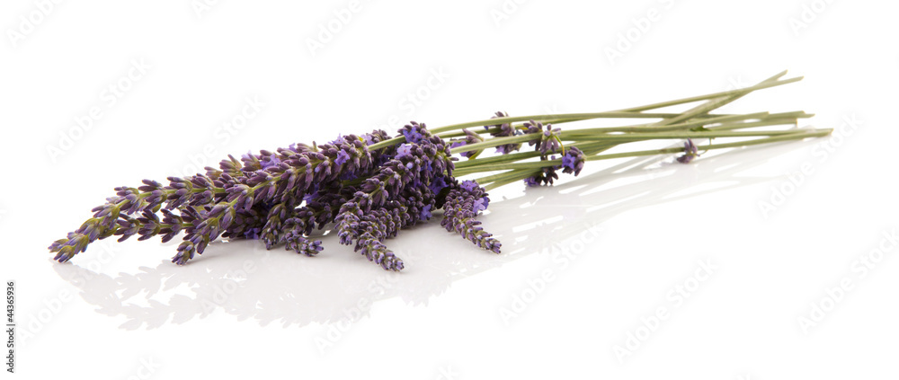 Naklejka premium Lavender twigs